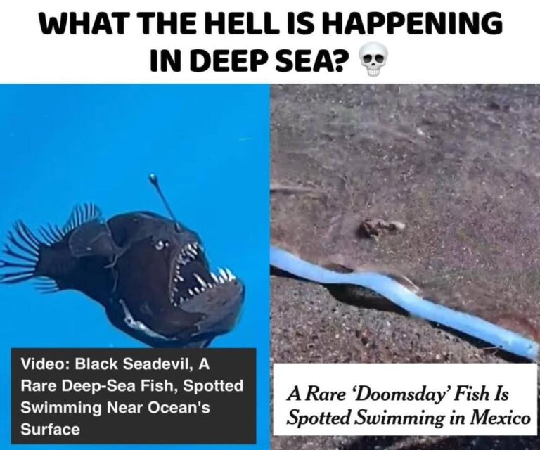 Rare Deep-Sea Creatures Surface: What’s Happening in the Ocean?