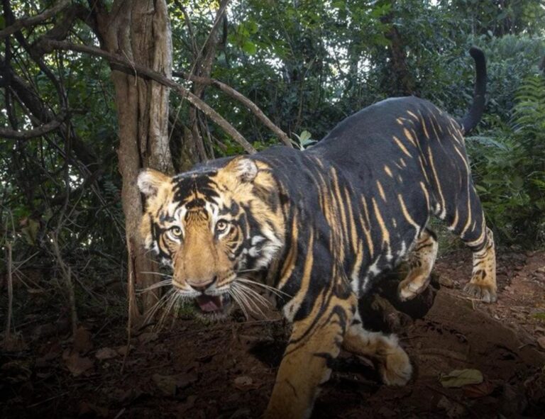 The Mystery of Similipal’s Black Tigers: A Rare Genetic Marvel